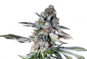 cannabis strain genetics