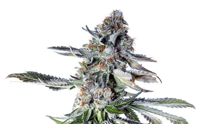 cannabis strain genetics